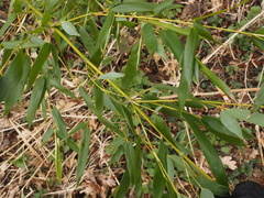 Phyllostachys bissetii