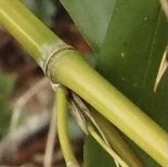 Phyllostachys bissetii