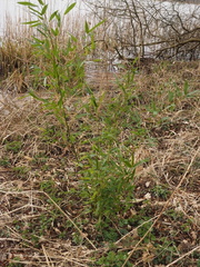 Phyllostachys bissetii