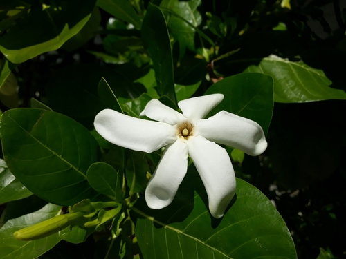 Gardenia taitensis