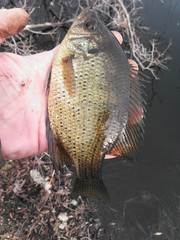 Centrarchus macropterus