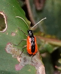 Paratriarius tropicus