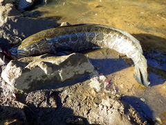 Channa argus