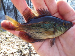 Centrarchus macropterus