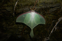 Actias gnoma