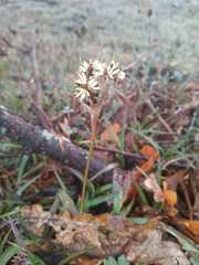 Luzula forsteri