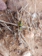 Naupactus sulphurifer