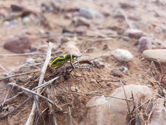 Naupactus sulphurifer