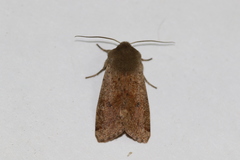 Orthosia pacifica
