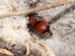 Pseudomethoca sanbornii