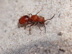 Pseudomethoca sanbornii