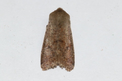 Orthosia pacifica