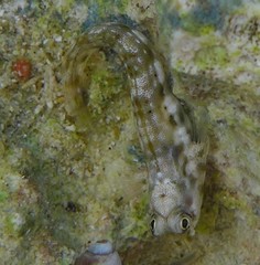 Arabian Blenny photo 5
