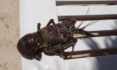 Panulirus penicillatus