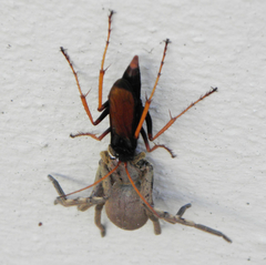 Tachypompilus ignitus