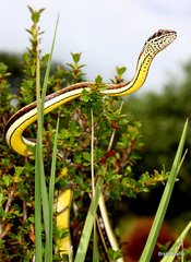 Psammophis subtaeniatus