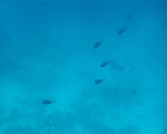 Acanthurus gahhm