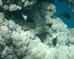 Pycnochromis dimidiatus