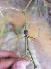 Lobepomis peltifera
