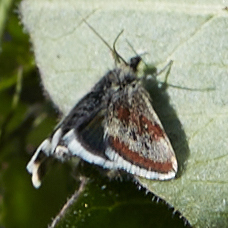 Anatralata versicolor