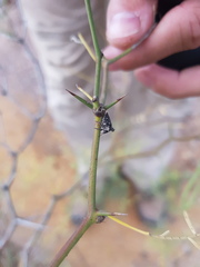 Lobepomis peltifera