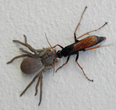 Tachypompilus ignitus