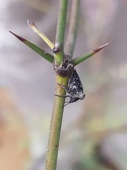 Lobepomis peltifera