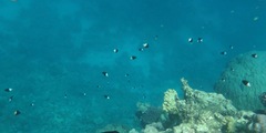 Pycnochromis dimidiatus