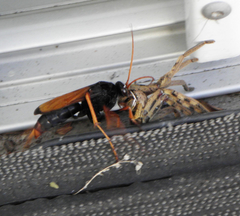 Tachypompilus ignitus