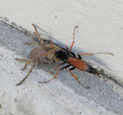 Tachypompilus ignitus