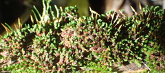 Schlotheimia