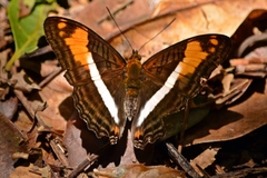 Adelpha malea