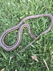 Thamnophis sirtalis