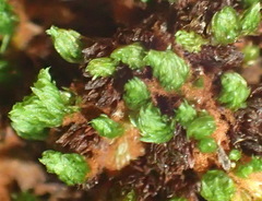 Schlotheimia