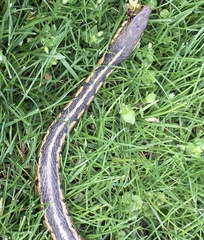 Thamnophis sirtalis