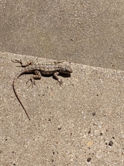 Sceloporus olivaceus