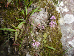 Ledebouria rupestris