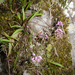 Mac-Mac African Hyacinth - Photo (c) Andrew Hankey, some rights reserved (CC BY-SA), uploaded by Andrew Hankey