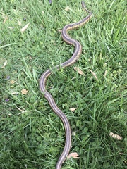 Thamnophis sirtalis