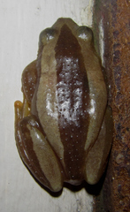 Afrixalus fornasini