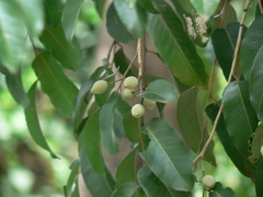 Putranjiva roxburghii