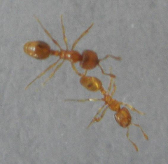 Solenopsis punctaticeps