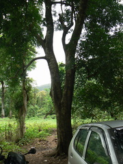 Putranjiva roxburghii