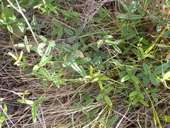 Rhynchosia leucoscias