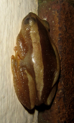 Afrixalus fornasini