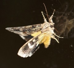 Zalissa catocalina