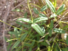 Rhynchosia leucoscias