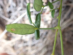 Rhynchosia leucoscias