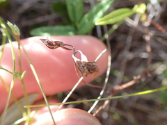 Rhynchosia leucoscias