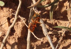 Nomada agrestis